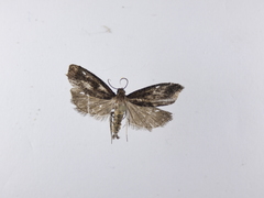 Cryptaspasma querula