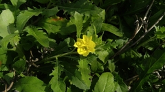 Oenothera laciniata