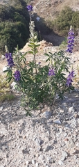 Lupinus pubescens