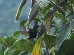 Opisthoprora euryptera