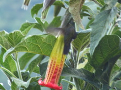 Opisthoprora euryptera