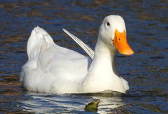 Anas platyrhynchos domesticus