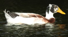 Anas platyrhynchos domesticus