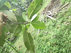 Myrsine guianensis