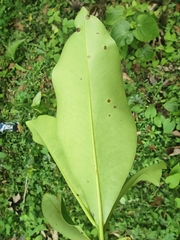 Myrsine guianensis