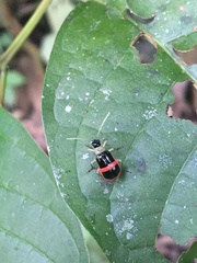 Paratriarius adonis