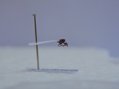 Horvathiolus guttatus