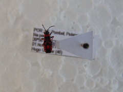 Horvathiolus guttatus