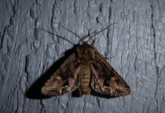 Ichneutica insignis