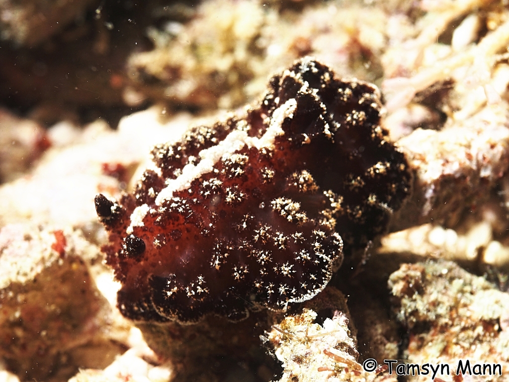Atagema intecta