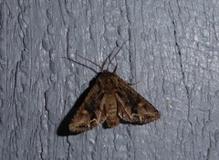 Ichneutica insignis