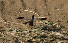 Brachythemis impartita