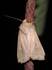 Mythimna ferrago