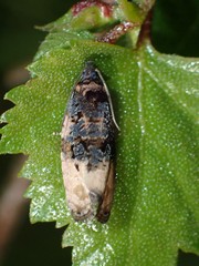 Hedya atropunctana