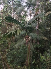 Chamaedorea linearis