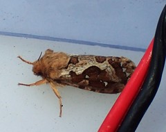 Korscheltellus fusconebulosa