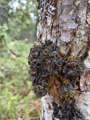 Leptogium laceroides