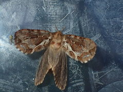 Korscheltellus fusconebulosa