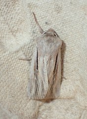 Leucania comma