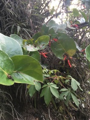 Peraxilla tetrapetala