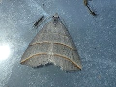 Colobochyla salicalis