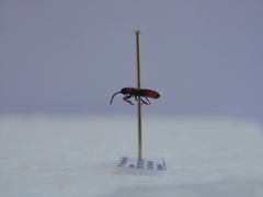 Horvathiolus guttatus