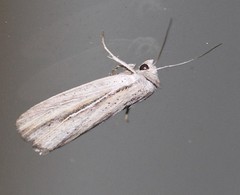 Tathorhynchus fallax