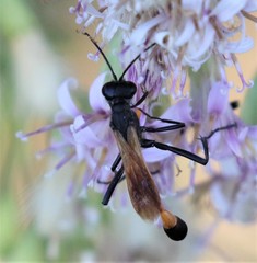 Ammophila placida