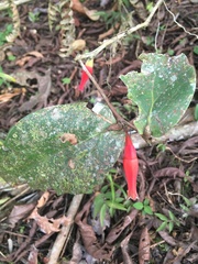 Macleania