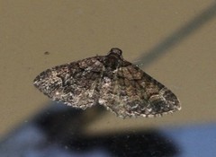 Eucymatoge peplodes