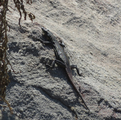 Platysaurus orientalis