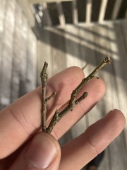 Ilex laevigata