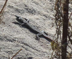 Platysaurus orientalis