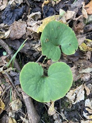 Asarum canadense reflexum
