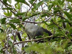 Ceuthmochares australis
