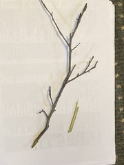 Ilex laevigata