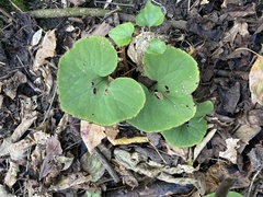 Asarum canadense reflexum