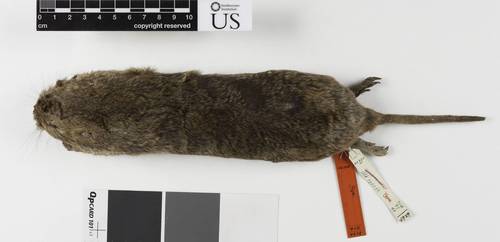 Oriental Basin Pocket Gopher