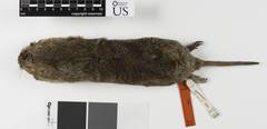 Oriental Basin Pocket Gopher photo 3