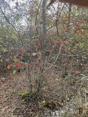Ilex laevigata