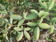 Rubus laudatus