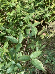 Rubus laudatus
