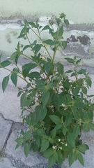 Solanum nigrescens