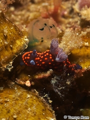 Nembrotha