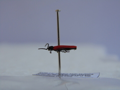 Benibotarus alternatus