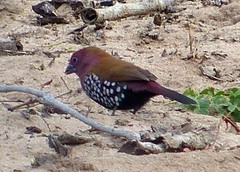 Hypargos margaritatus