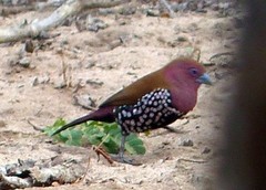 Hypargos margaritatus
