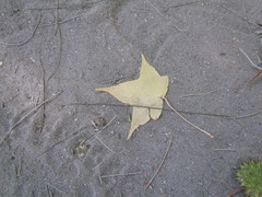 Liquidambar styraciflua
