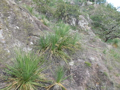 Dasylirion acrotrichum