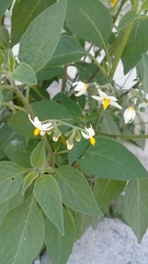 Solanum nigrescens
